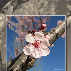 фото "it's spring"