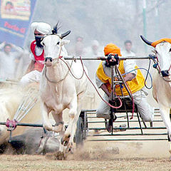 photo "Rural sports"