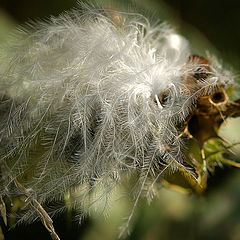 photo "Fluff or nestling :)"