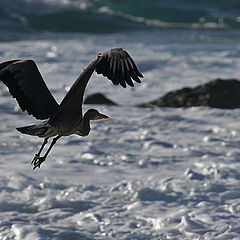 фото "Flying away"