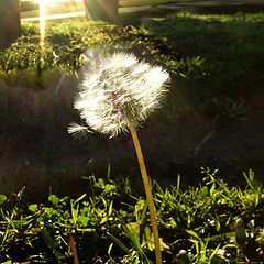 photo "Evening light"