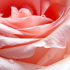 photo "Rose."