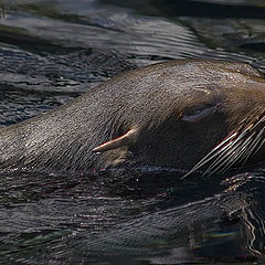 photo "Late evening swim !"