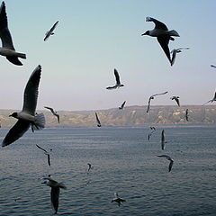 photo "The Seagulls Show"