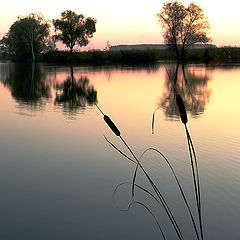 photo "Silence"