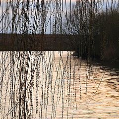 photo "crying tree"