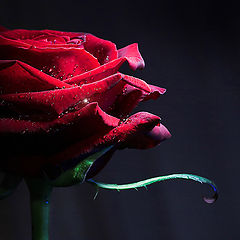 фото "Эфес розы"
