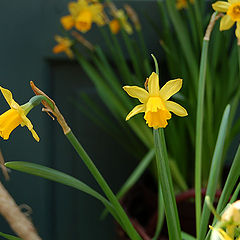 photo "narcissus"