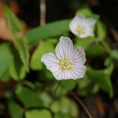 photo "first flower"