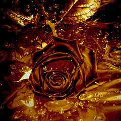 photo "ROSE In' CHOCOLATE"