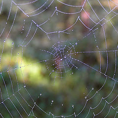 photo "Web"