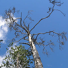 photo "Old tree"