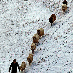 photo "follow the leader"