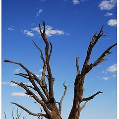 фото "Dead vlei"