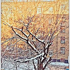 photo "Trees in a decline bathed"