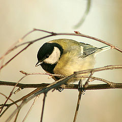 photo "Titmouse"