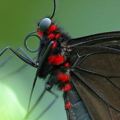 фото "Black and red"