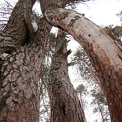 photo "Forest's geometry....1"