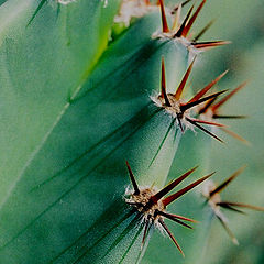 фото "cactus - 2"