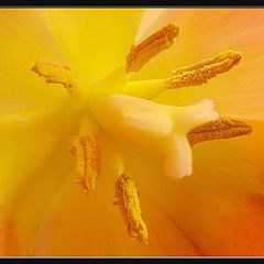 фото "tulipa macro"