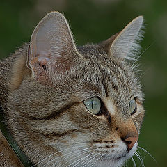 photo "The thinker"