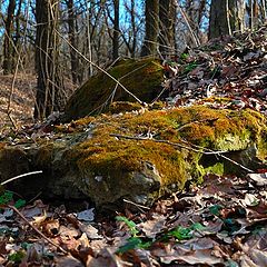 photo "Even stones become green in the spring"