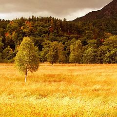 photo "Field of Gold"