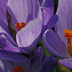 photo "Crocus"