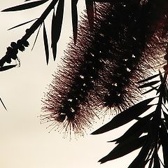 фото "Bottle Brush"