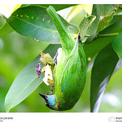 фото "Birdie at my garden"