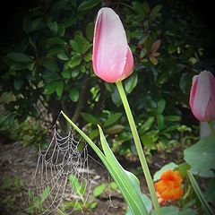 photo "A tulip"