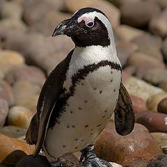 photo "Oh great, Im gonna get wet feet now !!!!!"