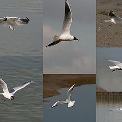 photo "Gulls ....."