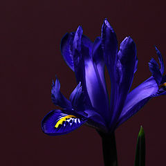 photo "Iris"