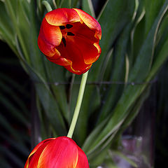 photo "Tulp"