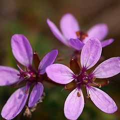 photo "Beauties"