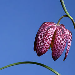 photo "Fritillaria meleagris"