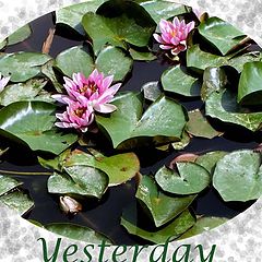 фото "Yesterday"