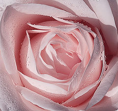 фото "Rose"