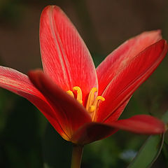 photo "Tulip (Am I growing up also)"