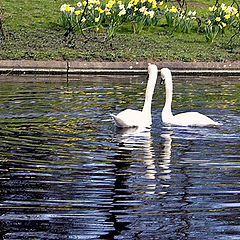 photo "Two swans"