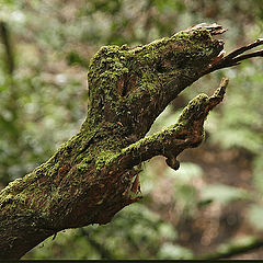 фото "La Gomera - Parque Nacional 2"