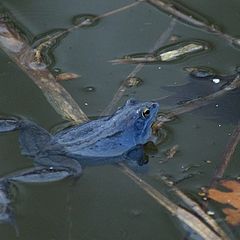 photo "blue frog"