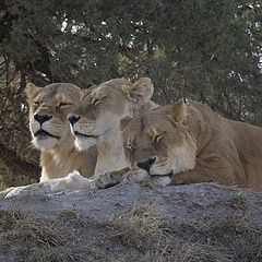 photo "the 3 amigas nap time"