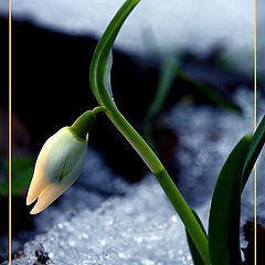 photo "Snowdrop"