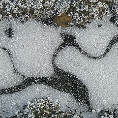 фото "Patterns in a Frozen Puddle"