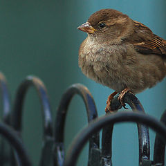 photo "Bird of the city"