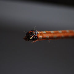 photo "Every line has got two ends"