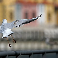 фото "Freedom"