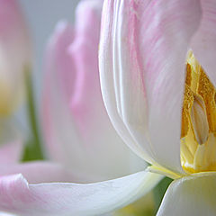 photo "The Pink Tulips"